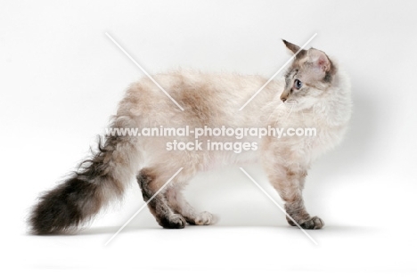 Laperm cat, Seal Tortie Lynx Point coloured, looking back