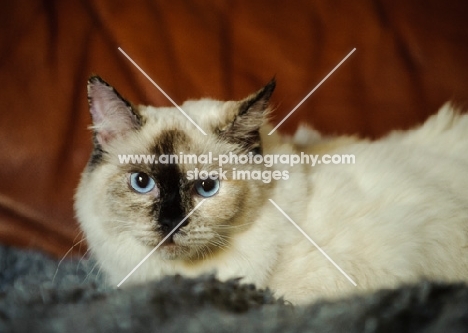 Ragdoll lying down