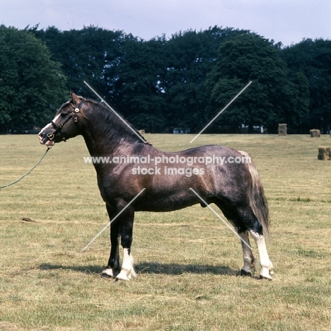 welsh cob (section d) stallion, 