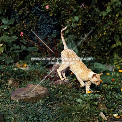 ch lohteyn golden peach, cornish rex cat prowling