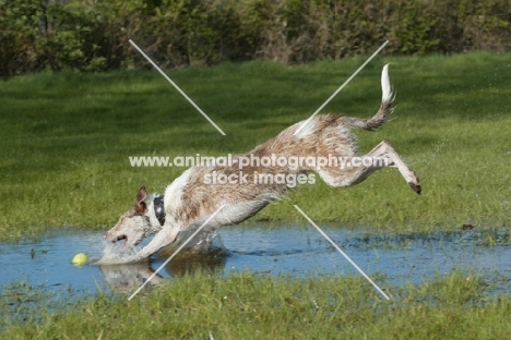 Lurcher catching ball