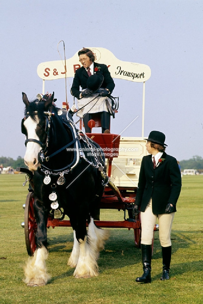 shire horse at display on smiths lawn