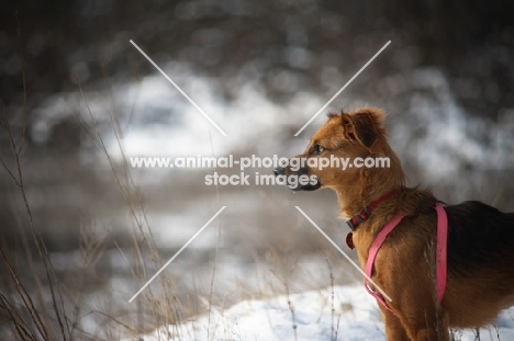 mongrel dog standing in a snow-covered countryside field and watching