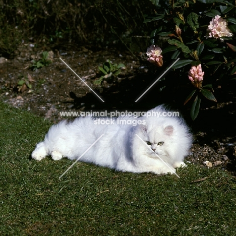 ch bonavia bella maria, fluffy chinchilla cat 