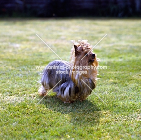 yorkie standing on grass