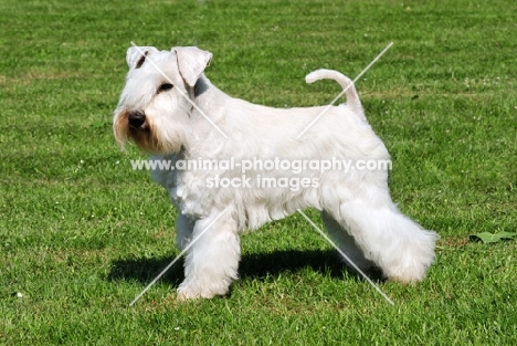 white miniature Schnauzer, side view