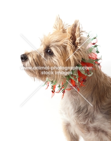 Cairn Terrier dressed up