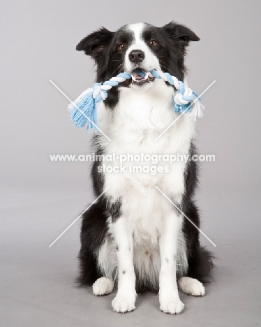 Border Collie with rope