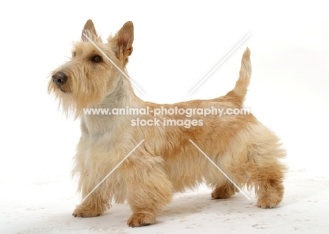 wheaten Scottish Terrier on white background