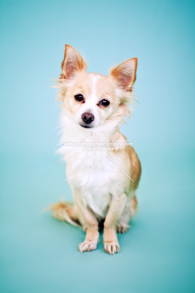 Chihuahua on teal
