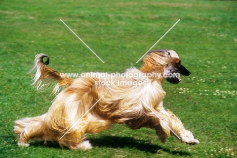 ch viscount grant (gable), afghan hound running on grass, bis crufts 1987 