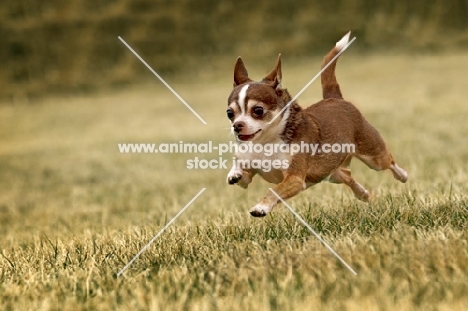 Chihuahua running on grass