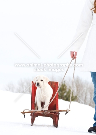 Labrador on sledge