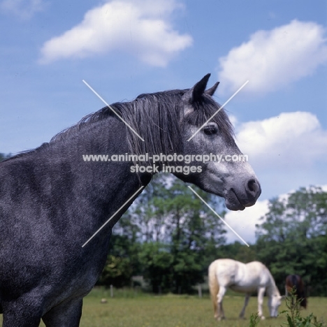 Connemara pony, head and shoulder 