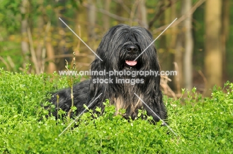 Cao da Serra de Aires (aka Portuguese Sheepdog) lying in greenery