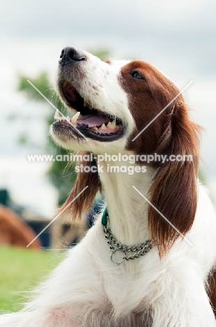 Irish red and white setter looking up
