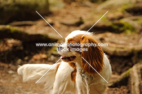 Cavalier King Charles standing on trail.