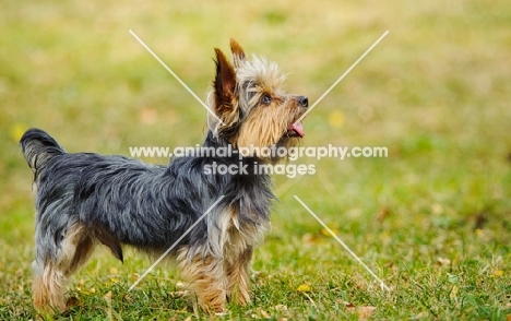 Yorkshire Terrier side view