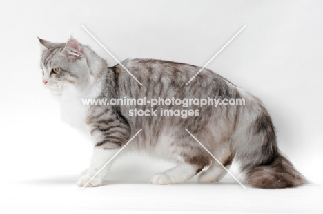 Siberian cat side view, silver mackerel tabby & white colour