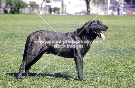 Portuguese Cattle dog (aka Cao de Castro Laboreiro)