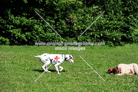 Dalmatian coming to the rescue