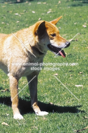 Dingo standing on grass