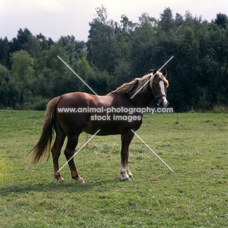 Tito Bregneb, Frederiksborg stallion in field in Denmark