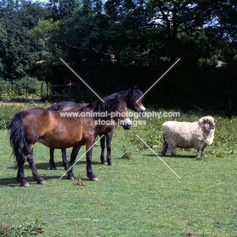 Broom and Redwing, two Exmoor ponies with a sheep