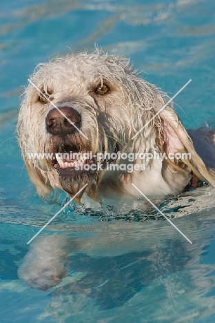 Goldendoodle in swimming pool