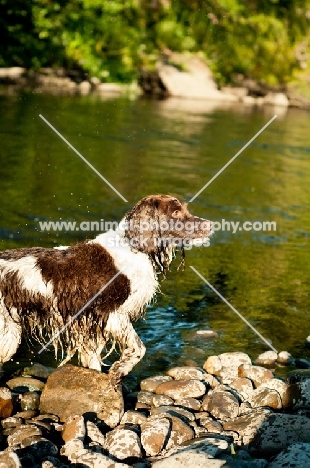 wet English Springer Spaniel