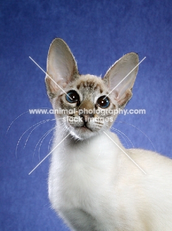 Balinese portrait on blue background