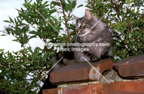 Norwegian Forest cat sitting on a wall
