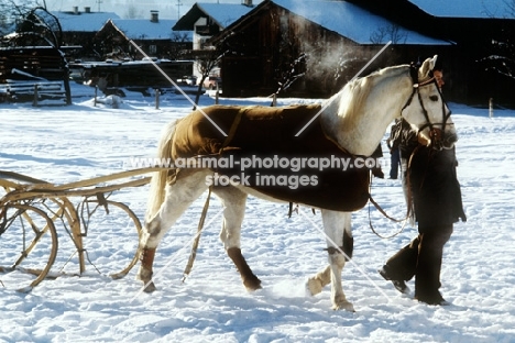 trotter after a trotting race at kitzbuhel