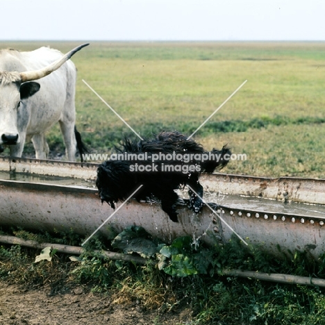 working puli jumping water trough with hungarian grey cattle in hungary
