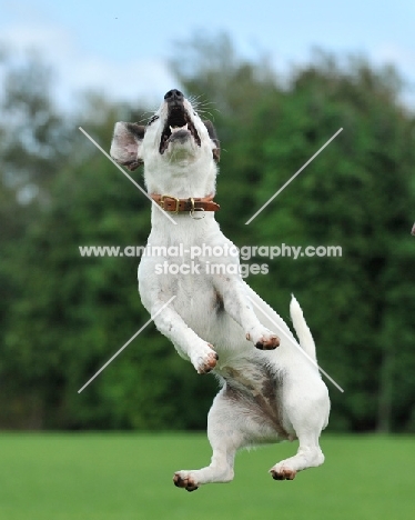 Jack Russell Terrier jumping up