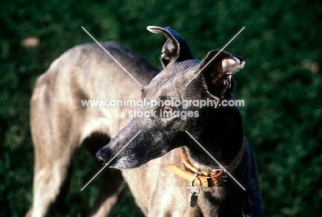 sheeba, greyhound head study in sunlight