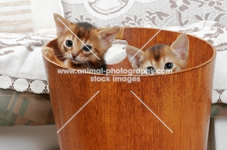 two ruddy Abyssinian kittens in a bucket