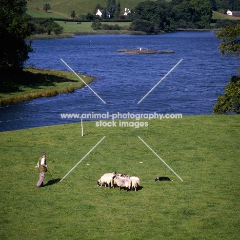 border collie herding sheep on the set of  'one man and his dog', lake district