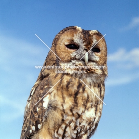 tawny owl 