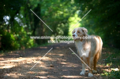 beautiful red merle australian shepherd standing on a path in a beautiful forest