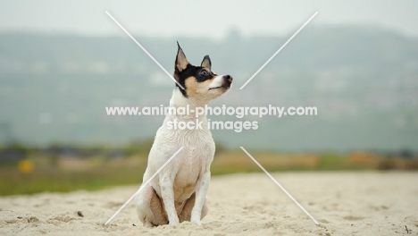 Toy Fox Terrier on sand