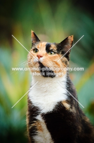 calico cat (tortoiseshell and white) portrait