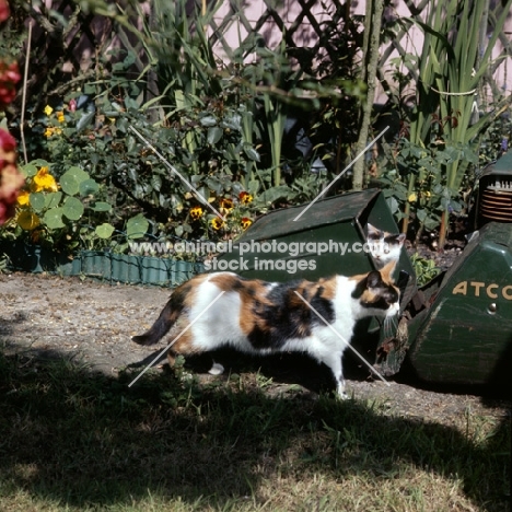 ch pathfinders rachel, tortoiseshell and white short haired cat with kitten