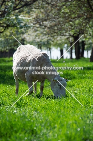 Swifter ewe, grazing