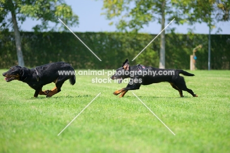 Two Beauceron running in a field