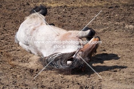 Belgian heavy horse rolling