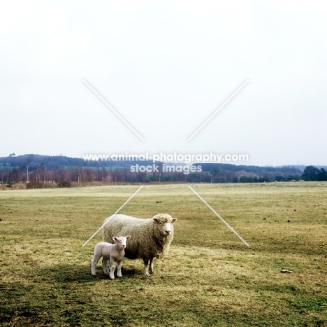 poll dorset cross sheep ewe with lamb