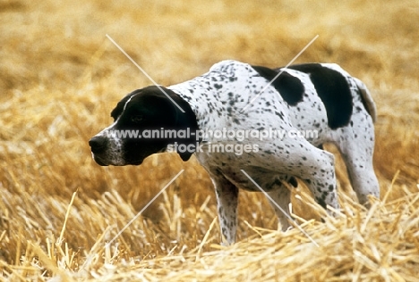 pointer on point in a stubble field