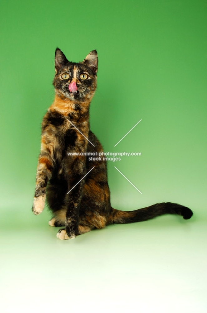 tortoiseshell shorthair (non pedigree) cat with tongue out