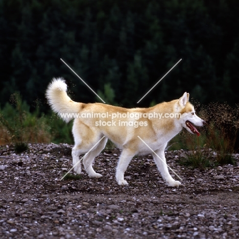 ch forstal's noushka  siberian husky walking off